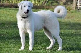 Akbash Akbash Dog Akbash Livestock Guardian Dog