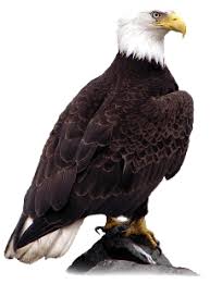 Check spelling or type a new query. Eagle Png Picture Image 1 Free Download