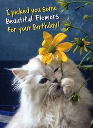 Lilies lilies are extremely toxic to cats. Flowers Ecards Cats Funny Ecards Free Printout Included