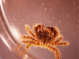 Image result for Crabbea glandulosa