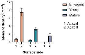 Image result for Cyphostemma hypoleucum