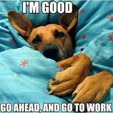 25 Best Good Morning Quotes Funny Animals Funny Dog Pictures Funny Dogs