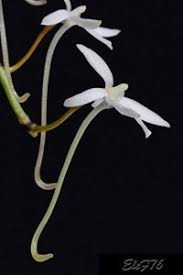 Image result for Aerangis appendiculata
