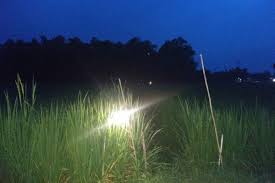 5 cara halau tikus dengan cara semulajadi , cara menghalau tikus tanpa menggunakan bahan kimia yang tips diy halau cicak berkesan tanpa chemical. Selain Jebakan Listrik Ini Cara Menghalau Tikus Di Musim Tanam Bloranews