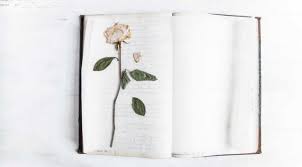 If the bloom is globe shaped, you can cut it in half so that it's easier to press. How To Press A Rose With A Book Or Flower Press Pressed Roses Pressed Flowers Pressed Flower Art