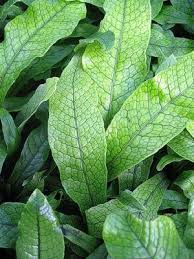 To keep the plant happy, water whenever the surface of the potting mix feels slightly dry. Crocodile Fern Care Tips For Growing Crocodile Ferns Dummer Garden Manage Gfinger Es La App De Jardineria Mas Profesional