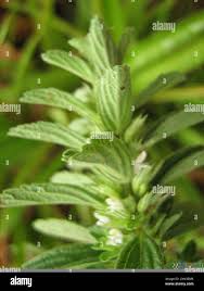 Image result for Leucas neuflizeana