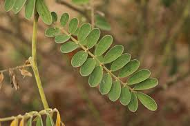 Image result for Tephrosia vogelii