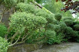 Image result for Olearia