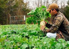 Scientifically known as brassica rapa, it belongs to the cruciferae family, along with other healthy. A Brassica Breakdown Variety And Timing Mossy Oak
