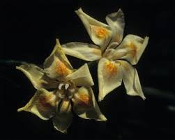 Image result for Dietes flavida
