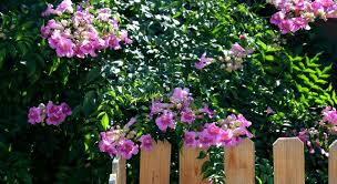 And canada, trumpet vine thrives in full sun and poor soils. Great Design Plant Pink Trumpet Vine Heralds Vibrant Color