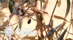 Apple, orange, lemon, lime, banana, cherry, olive, peach, pear Italy S Olive Trees Are Dying Youtube