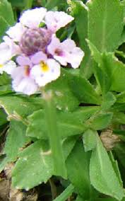 Die pflanze benötigt einen vollsonnigen bis halbschattigen standort. Teppich Verbene Bildet Samen Die Sich Weiter Verbreiten Konnen Das Garten Lexikon Der Pflanzenfamilien Von Floristik24