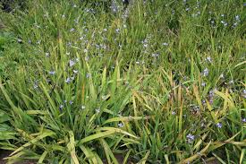 Image result for Aristea ecklonii