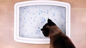 What is feline hyperesthesia syndrome? Reasons Why Cats Poop Outside The Litter Box And How To Stop It