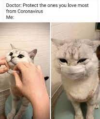 Doctor Protect The Ones You Love Most In 2020 Funny Animal Memes Animal Memes Cat Memes