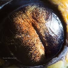 We did not find results for: 12 Amazing Detailed Close Ups Of Animal Eyes