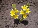 Image result for Hypoxis subspicata