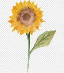 White flower clipart bunga bunga melati vector png transparent. Lukisan Bunga Matahari Lukisan Cat Air Bunga Matahari Biasa Ilustrasi Cat Air Bunga Matahari Dicat Cat Air Daun Selamat Ulang Tahun Gambar Vektor Cat Air Vektor Png Pngwing