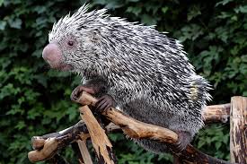 Pronunciation of porcupine and its etymology. Prehensile Tailed Porcupine The Maryland Zoo
