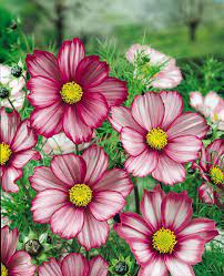 Cosmos Archives Aggie Horticulture Beautiful Flowers Flower Seeds Annual Flowers