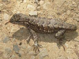Western Fence Lizard