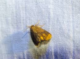 Image result for Apoda limacodes