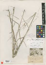 Image result for Sorghastrum stipoides