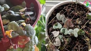 An overwatered spring of pearls would have a shriveled appearance. How To Save Overwatered String Of Hearts Step By Step Garden For Indoor