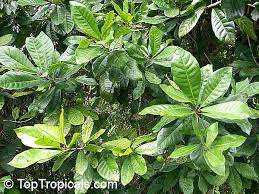 Image result for Pouteria pseudoracemosa