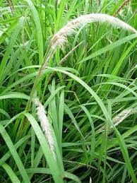 4 Jenis Rumput Dan Contohnya Haloedukasi Com