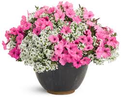 Collection page for gardening planters & pots is loaded. Container Gardening In Fall Proven Winners