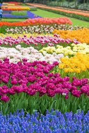 Spring blooming spring flowers against blue sunny sky. Beautiful Garden Of Colorful Flowers In Stock Image Colourbox