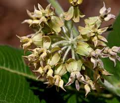 Image result for Melinis effusa