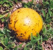 Image result for Strychnos lucens