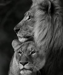 Black And White Lion Tattoo Animal Kingdom Lion Couple Lion Love Lion Photography
