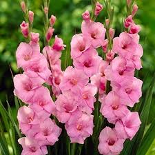 Image result for Gladiolus bellus