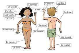 Dans une vidéo précédente, nous avons appris les parties du corps humain. Bucuros A Rade Marfuri Diverse Body Parts In French Stdeclanspenshurst Org