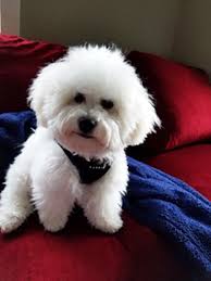 Adopt a dog or puppy today! Guypekibzjn0hm