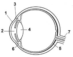 Activity Sheet 1 How The Eyes Work Human Eye Diagram Human Body Activities Teaching Biology