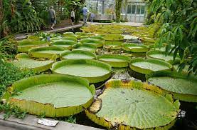 Zuvor war er als ziergarten stets der aktuellen gartenkunst angepasst. Quermania Bonn Poppelsdorfer Schloss Botanischer Garten Botanische Garten Mineralogisches Museum