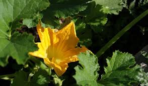 There is a whole world of edible flowers to open your taste buds to. Garden Vegetables Can Attract Pollinators Too Morning Ag Clips