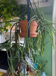 Image result for Rhipsalis