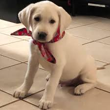 Purebred ckc registered labrador retriever puppies. White Lab Puppies Baber S Texas Hill Country Labs Pet Service 62 Photos Facebook