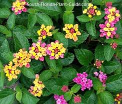 All require regular water but don't like being. Flowering Perennials For South Florida