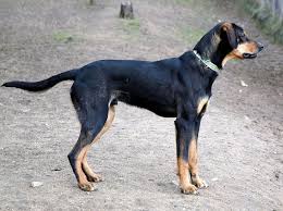 Image result for sedmihradský honič