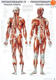 Poster Anatomical Chart Physiotherapy Iv