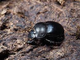 台灣食糞群金龜簡誌 catharsius javanus lansber 1886 爪哇弭溷蜣 animals turtle beetle