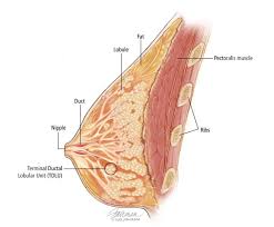 Chest muscles, chest muscle diagram. Overview Of The Breast Breast Pathology Johns Hopkins Pathology